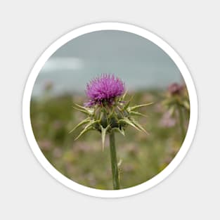 A lone purple thistle Magnet